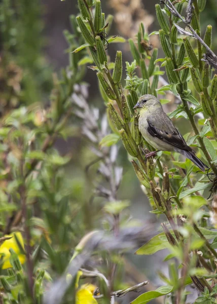 Lesser Goldfinch — Stock Photo, Image