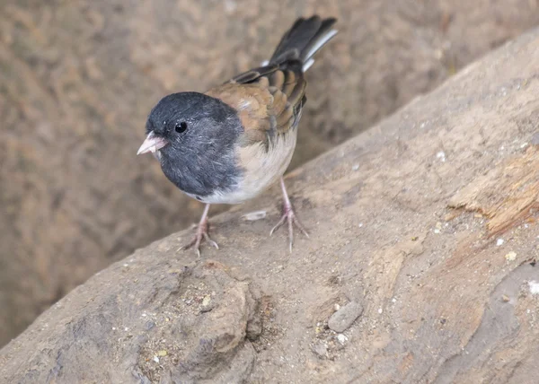 Junco de ojos oscuros —  Fotos de Stock