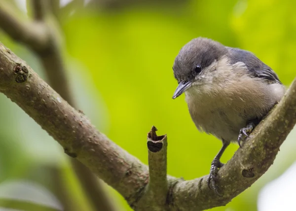 Pigmeo Nuthatch —  Fotos de Stock