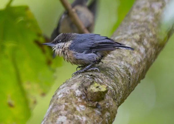 Pygmy Nuthatch — Stock Photo, Image