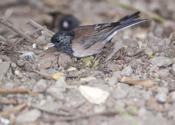 Mörkögda junco — Stockfoto