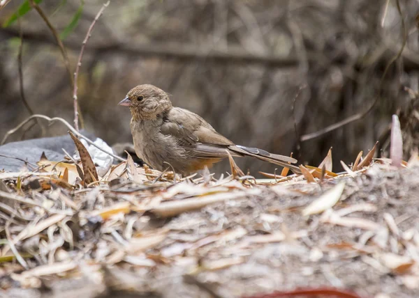 Καλιφόρνια Towhee — Φωτογραφία Αρχείου