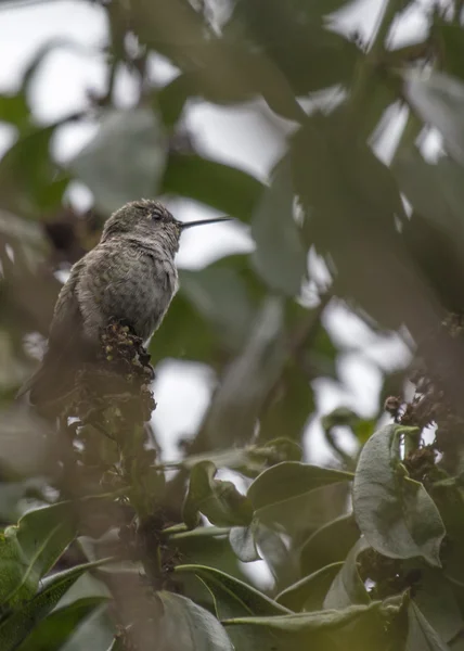 Colibrí de Anna —  Fotos de Stock