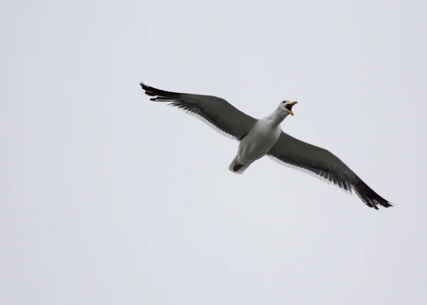 Möwenflug — Stockfoto