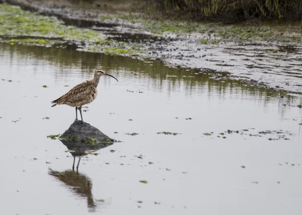 Curlew — Stockfoto