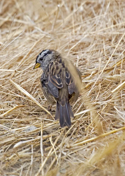 White Crowned Sparrow — Stock Photo, Image