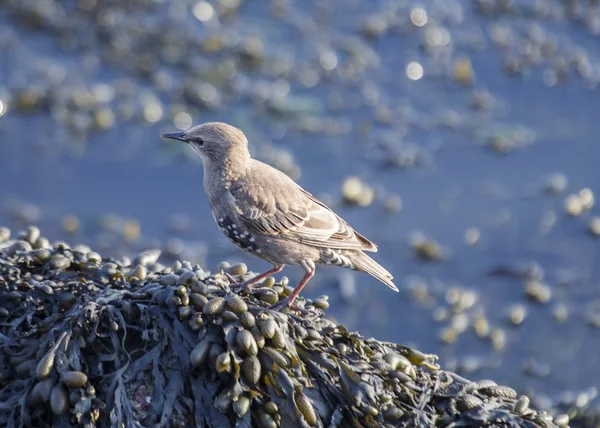 Starling Juvenile — Stock Photo, Image