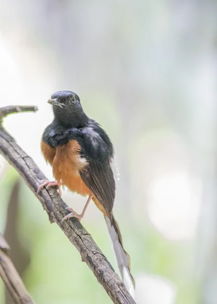 Hvid Rumped Shama - Stock-foto