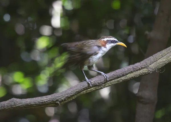 White-browed Scimitar-babbler — Stockfoto