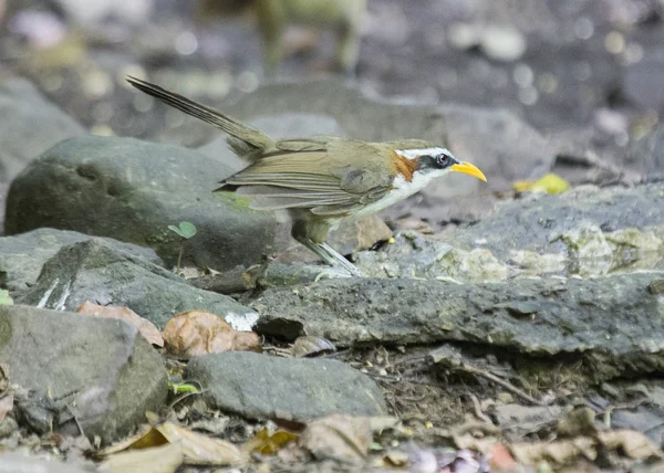 White-browed sabeltimalia — Stockfoto