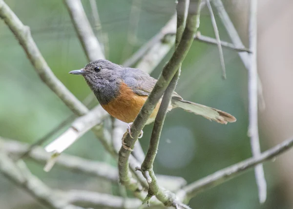 Bianco rumped shama — Foto Stock