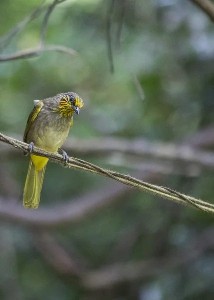 Bulbul gola striscia — Foto Stock