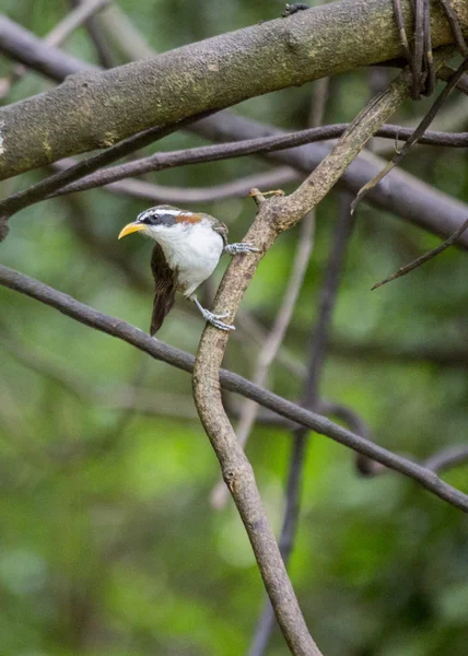 Tordo de gargalhadas com colares superiores — Fotografia de Stock