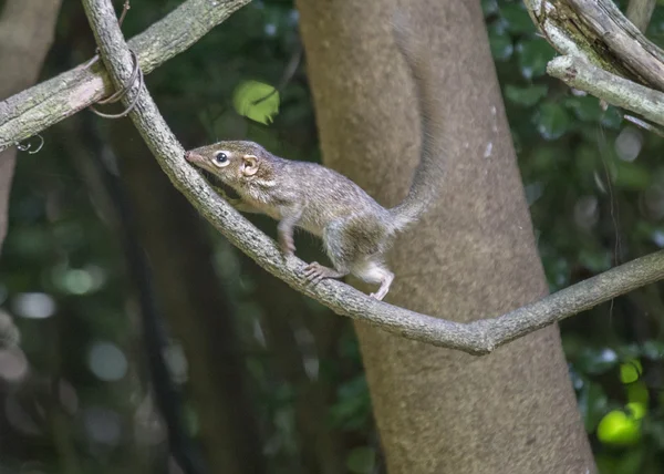 Anillo de árbol pigmeo —  Fotos de Stock