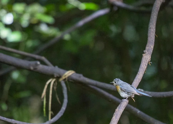 Brown yanaklı Fulvetta — Stok fotoğraf