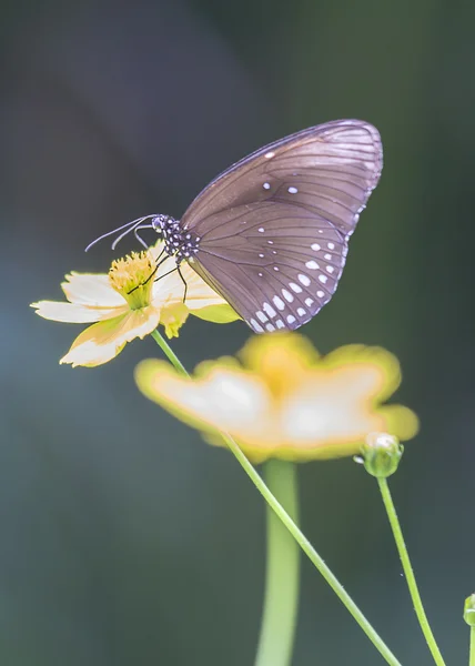 Butterfly On Steel — Stockfoto