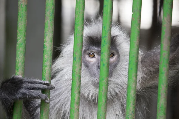 Zilveren blad Monkey achter Cage — Stockfoto