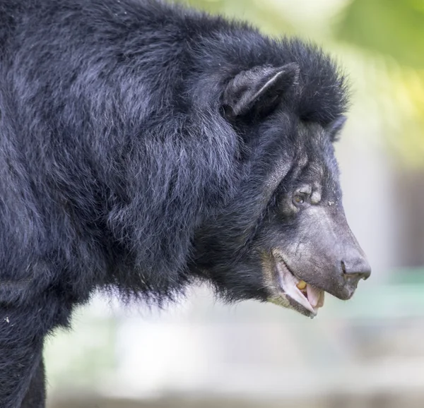 Asiatischer Schwarzbär — Stockfoto