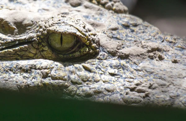 Krokodil öga — Stockfoto