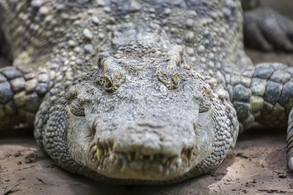 Crocodilo — Fotografia de Stock