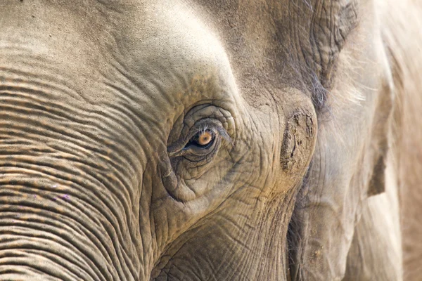 Elephant's Eye — Stock Photo, Image