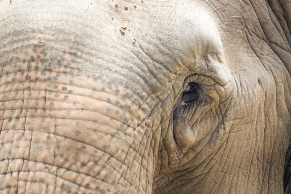 Elephant's eye — Stock Photo, Image