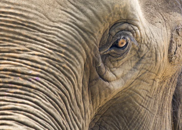 Elephant's eye — Stock Photo, Image