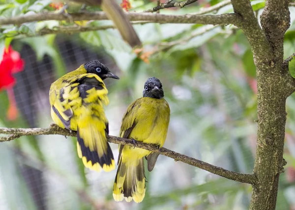 Black Headed Bulbul — Stock Photo, Image