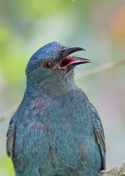 Asiático Fada Bluebird — Fotografia de Stock