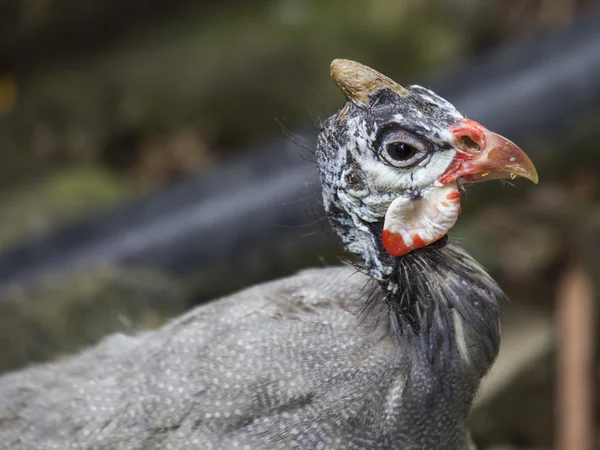 Perlica perliczek — Zdjęcie stockowe