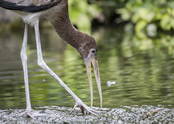 Juvenile Yellow Billed Stork — Stock Photo, Image