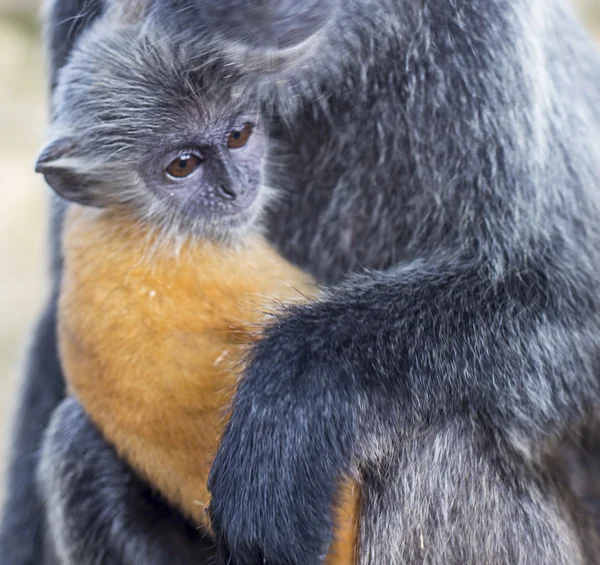 Gümüş Yaprak Maymun — Stok fotoğraf