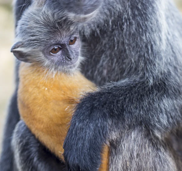 Macaco da folha de prata — Fotografia de Stock