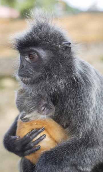 Silver Leaf Monkey — Stock Photo, Image