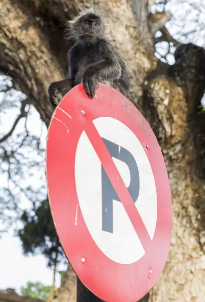 Zilveren Bladaap — Stockfoto