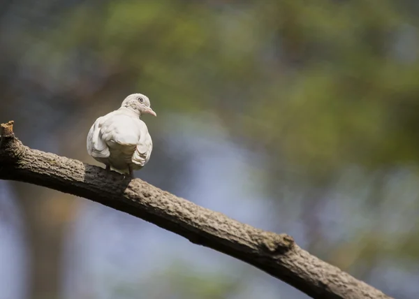 Pombo branco — Fotografia de Stock