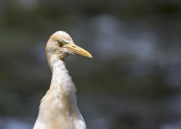 Aigrette des bovins — Photo