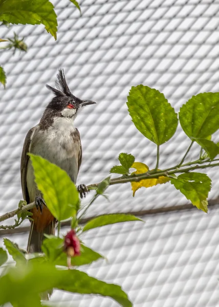 Bulbul susurrado rojo —  Fotos de Stock