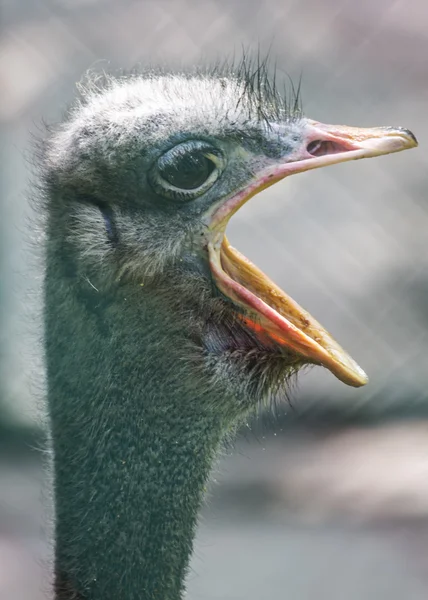 Emu-Porträt — Stockfoto