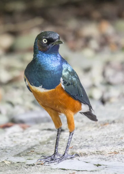 Superb Starling — Stock Photo, Image