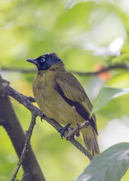 Black Headed Bulbul — Stock Photo, Image