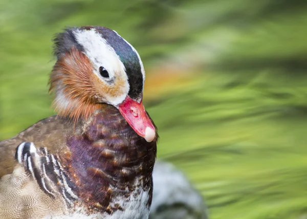 Mandarin Duck — Stock Photo, Image