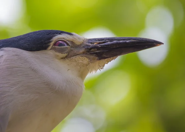 Černý korunovaný noční heron — Stock fotografie