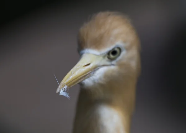 Aigrette des bovins — Photo