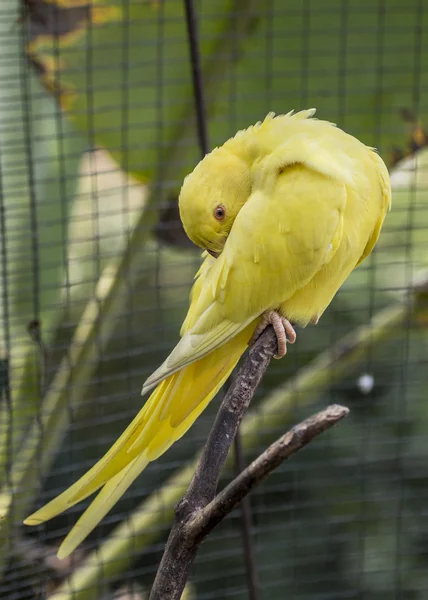 Yellow Budgerigar — Stock Photo, Image