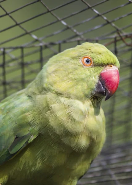 Perico con Anillo de Rosa — Foto de Stock