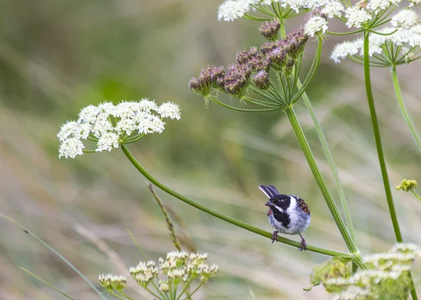 Reed Bunting — Stock Photo, Image