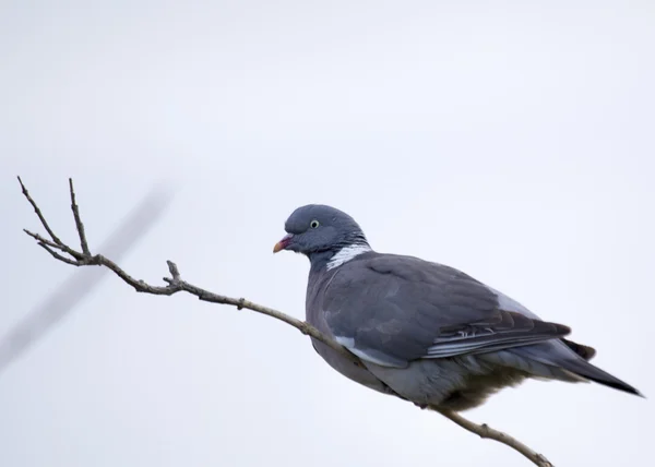 Waldtaube — Stockfoto