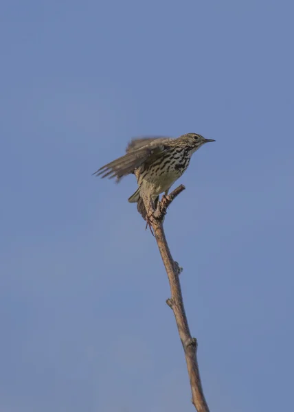 Tordo do Mistle — Fotografia de Stock