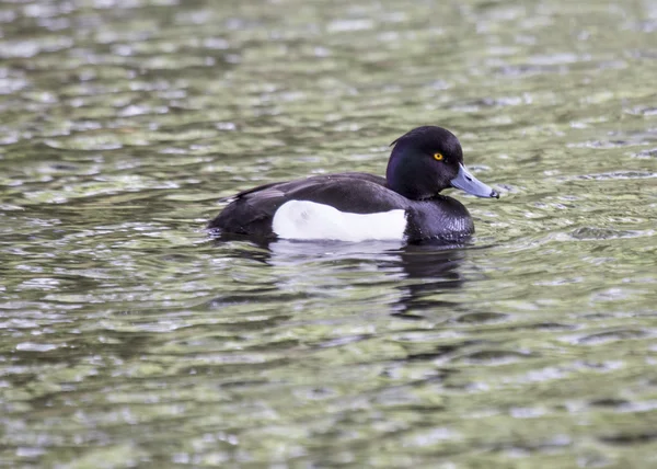 Tufted Duck (Maschio ) — Foto Stock